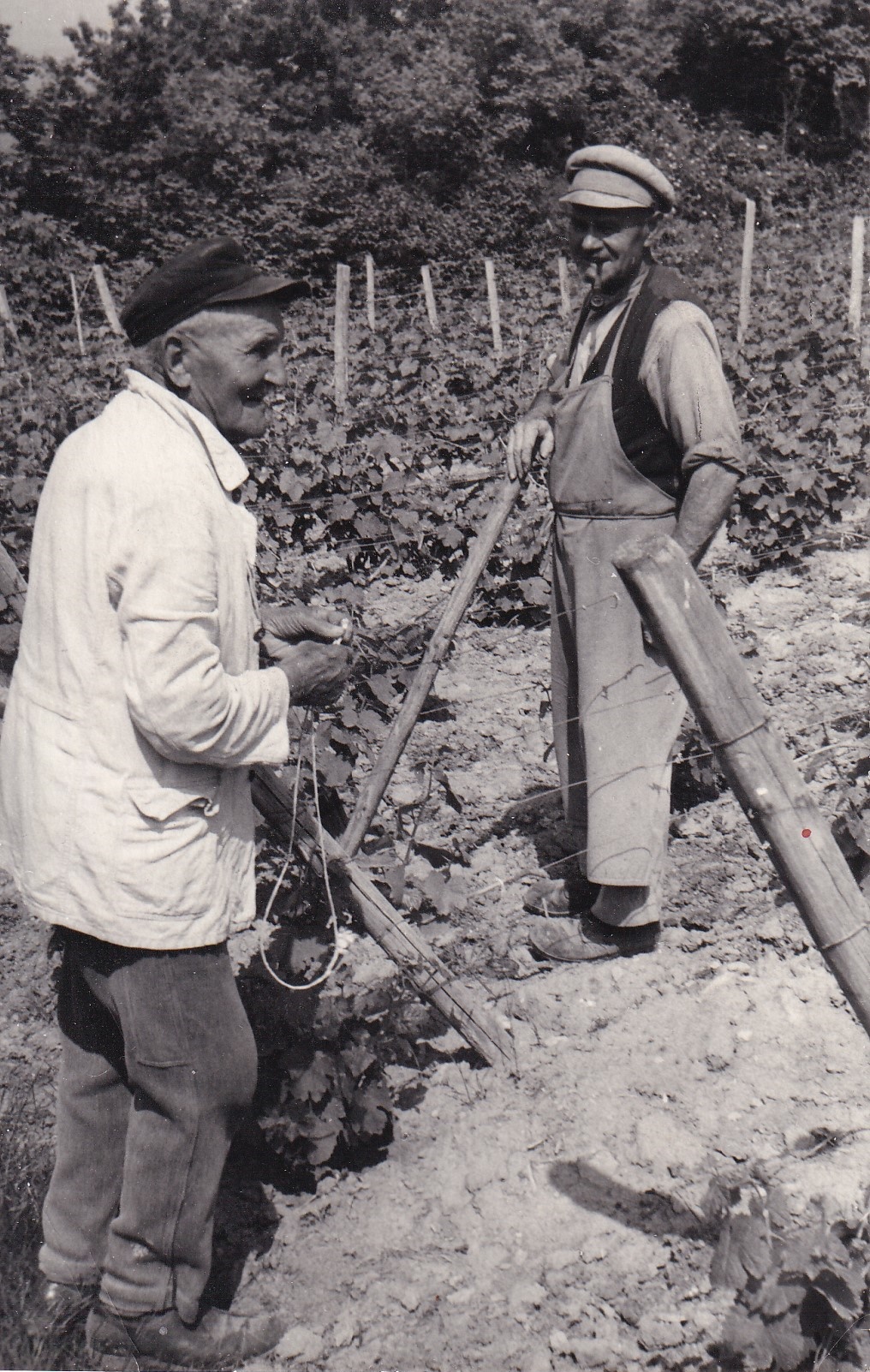 Richard Philipp aus Kalzendorf bei der Arbeit im Weinberg