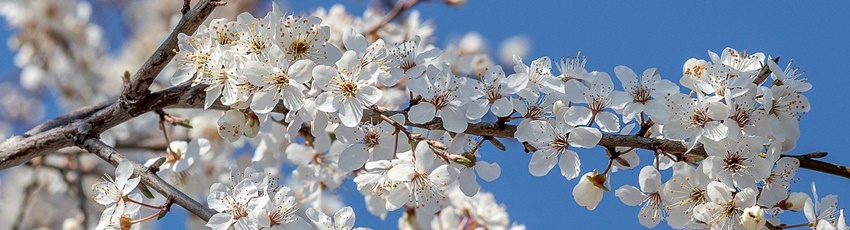 Kalzendorf Pflaumenblüte