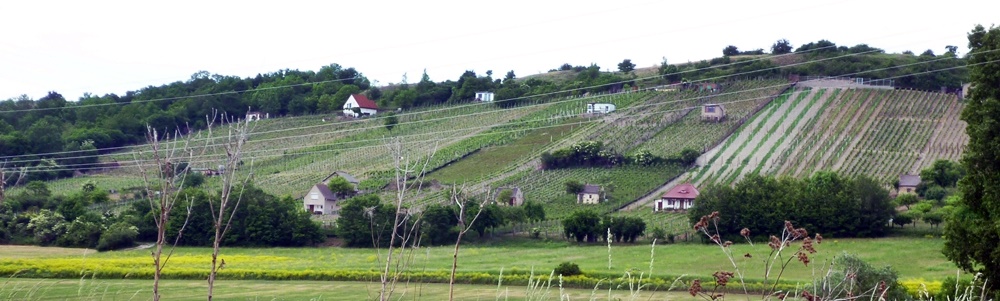 Steigra Weinberge