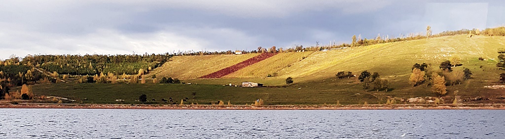 Nordufer - Weinberg am Geiseltalsee