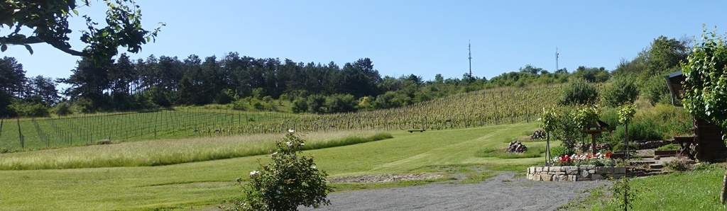 Querfurt - Städtischer Weinberg St. Bruno