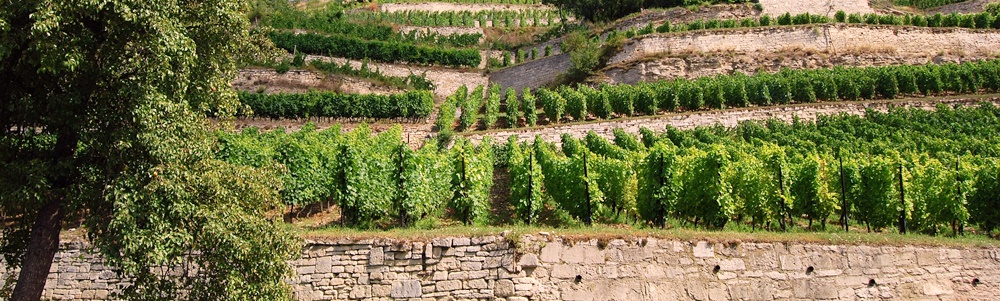 Umgebung von Kalzendorf - Weinanbau an Saale und Unstrut